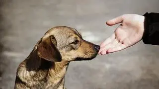 Na czym polega i jakie są rodzaje zooterapii?