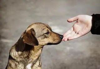 Na czym polega i jakie są rodzaje zooterapii?
