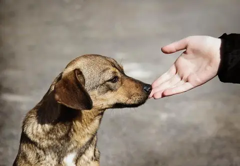 Na czym polega i jakie są rodzaje zooterapii?