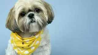 Pies w żółtej apaszce