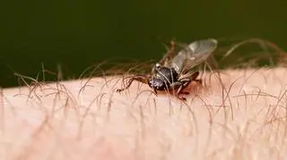 Strzyżaki - nazywane są latającymi kleszczami. Co trzeba o nich wiedzieć?