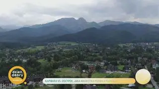 Kapibara vs. oscypek, jaka maskotka podbiła Podhale? - napisy
