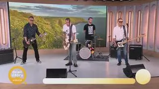 Kobranocka w utworze "Kocham Cię jak Irlandię" 