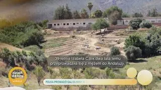 Polka prowadzi gaj oliwny w okolicach Malagi - napisy
