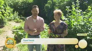 Patenty na przetwory od Babci Natury 