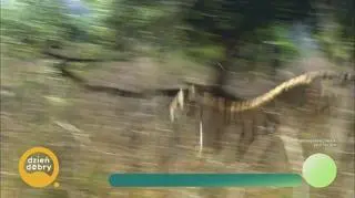 Kim są tygrysie wdowy z Bengalu Zachodniego? 