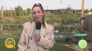Pogoda na dziś. Osiołek - gwiazda z zagrody, król przygody 
