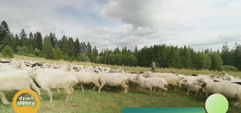Tajniki prawdziwych oscypków 
