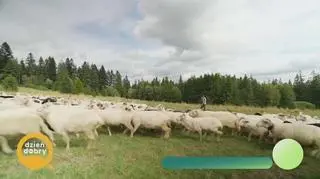 Tajniki prawdziwych oscypków - napisy