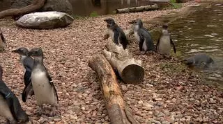 Pingwinie przedszkolaki we wrocławskim zoo. "Są bardzo śmiałe, mają delikatność kierowcy frontowego"