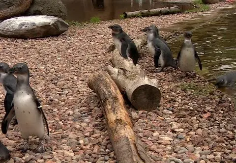 Pingwinie przedszkolaki we wrocławskim zoo. "Są bardzo śmiałe, mają delikatność kierowcy frontowego"
