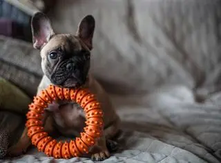 Buldog francuski