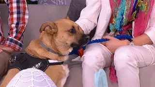"Opcja adopcja" - nowy cykl w Dzień Dobry TVN