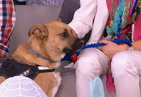 "Opcja adopcja" - nowy cykl w Dzień Dobry TVN