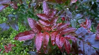 Głogownik – odmiany, uprawa i pielęgnacja