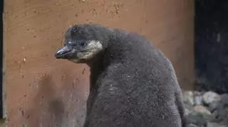 W chorzowskim zoo urodził się pingwinek. Jakie otrzyma imię? Wybór nie będzie przypadkowy