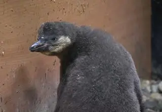 W chorzowskim zoo urodził się pingwinek. Jakie otrzyma imię? 