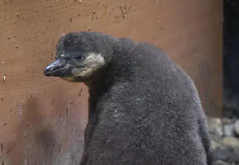 W chorzowskim zoo urodził się pingwinek. Jakie otrzyma imię? 