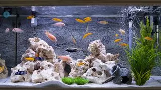 Akwarium z rybkami 