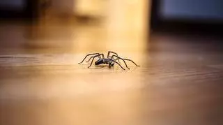 Jak pozbyć się pająków z domu? Pomoże w tym popularne zioło  