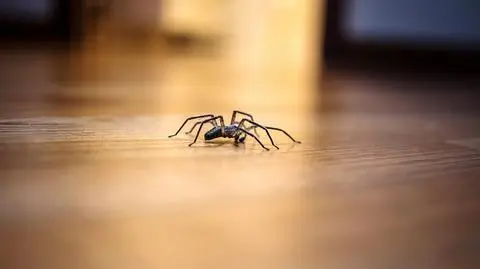 Jak pozbyć się z domu pająków? 
