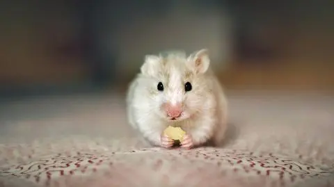 Chomik