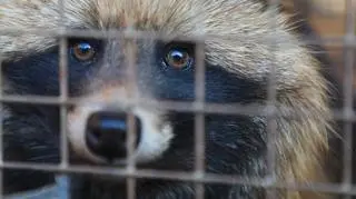 Myślała, że ratuje psa. Niecodzienna interwencja policji w Lidzbarku Warmińskim