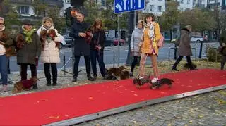 Jamnikowy pokaz mody. Za co kochamy tę rasę?