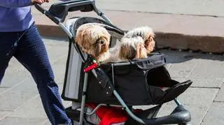 Polacy wydają więcej na psy niż na dzieci?