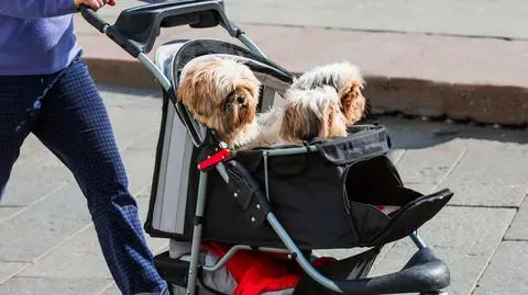 Polacy wydają krocie na psy i koty. "Więcej niż podczas zakupów dla dzieci"