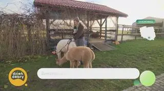 Poranek w towarzystwie alpak 