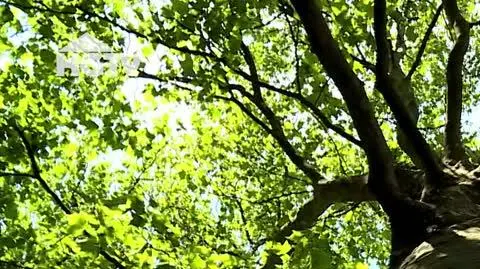 240820_HGTV_MiejsckieOgrody