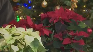 Jak dbać o gwiazdę betlejemską? Ogrodnik zdradził, czego nie powinniśmy robić