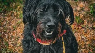 Pies Mambo do adopcji