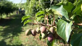 Mini kiwi – w Leonowie ten owoc nikogo już nie dziwi...