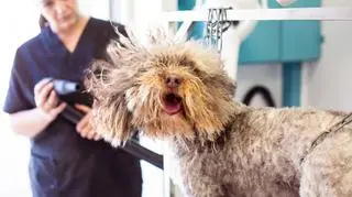 Lśniąca sierść bez kołtunów? Sprawdź jak pielęgnować psy długowłose krok po kroku 