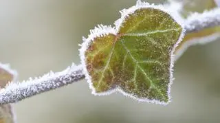 Pogoda na środę. W kilku regionach temperatura spadnie do -2 stopni