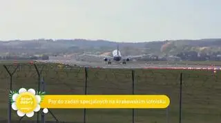 Psia terapia na lotnisku