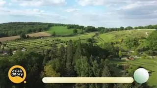Drzewa z epoki dinozaurów (napisy)