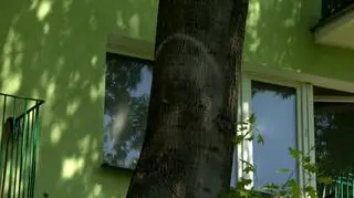 Cud w Parczewie?