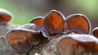 Ten grzyb nie boi się mrozu. Odkrywamy tajemnice uszaka bzowego