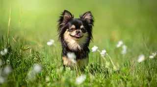 Charakterystyka, opis rasy i pielęgnacja psów rosyjski toy