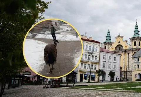 Nietypowy przechodzień w Przemyślu. "Bliżej nam do Australii"