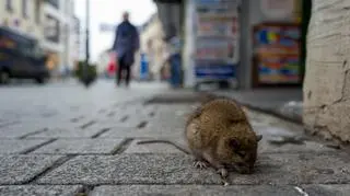 Ostrzeżenie dla rodziców i opiekunów zwierząt. "Zaleca się wzmożoną czujność" 