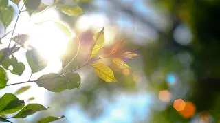Słońce prześwitujące przez liście