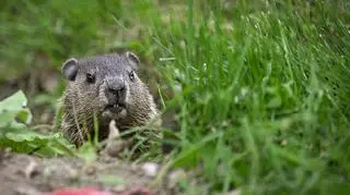 Dzień Świstaka 2026. Czy Phil wie, kiedy przyjdzie wiosna? 