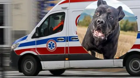 Dziecko zagryzione przez psa