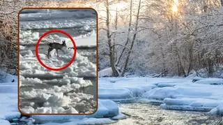 Sarna dryfowała na krze