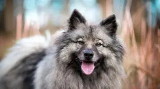 Wierny towarzysz o dzikim spojrzeniu. Co warto wiedzieć o szpicu wilczym?