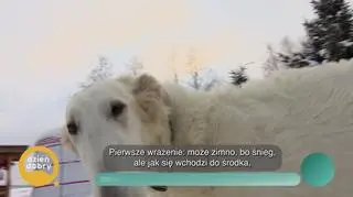 Zimowe kempingi – pasja, która wciąga mimo mrozu - napisy